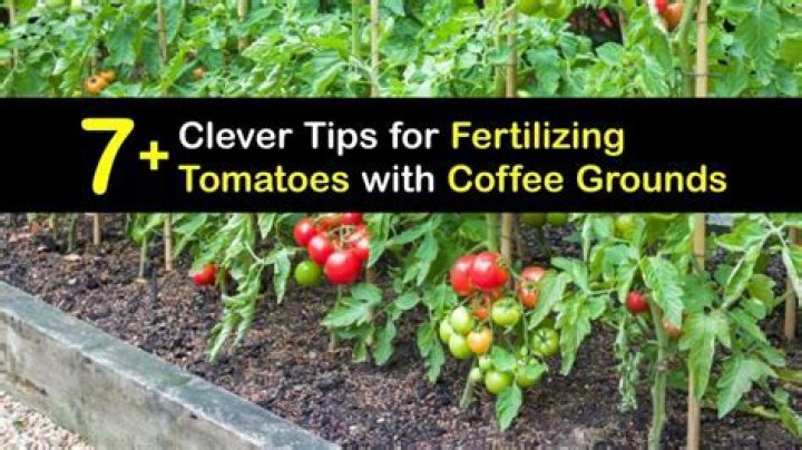 Do tomatoes like coffee?